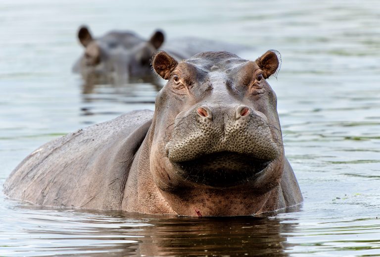 Update: Billionaire Proposes Lifeline To Save Escobar’s Hippos In Colombia