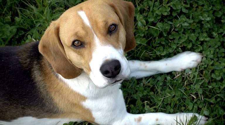 Congress Urges RFK Jr. And NIH To Cut Ridglan Farms Funding As Large-Scale Beagle Rescue Unfolds