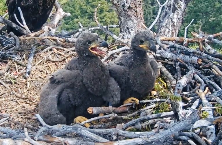Meet Sandy & Luna – Students Name Big Bear Eagle Chicks As Nearly $2.5M Raised To Save Their Home