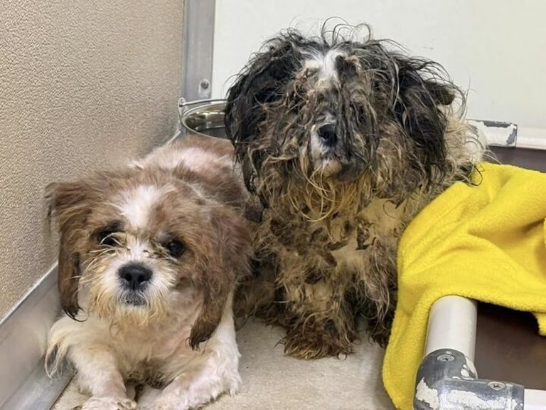 Nearly 100 Animals Rescued From Horrific Conditions Inside Pennsylvania Home