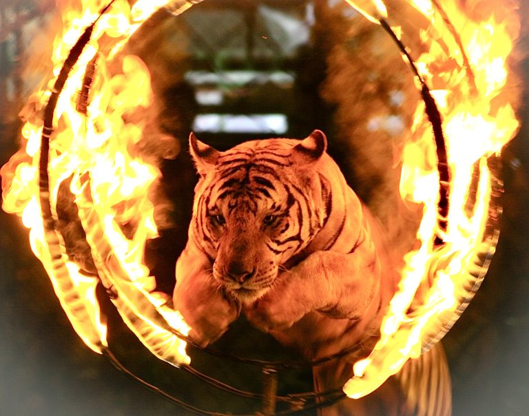 Illinois Takes Action To Protect Big Cats, Bears, Primates And Elephants From Traveling Circuses