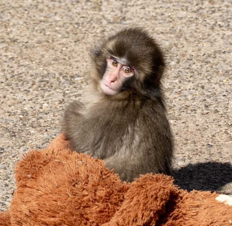 Two Americans Arrested After One Jumped Into “Punch” The Monkey’s Enclosure