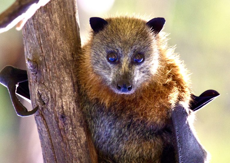 Queensland Votes To Continue Killing Flying Foxes Despite Non-Lethal Alternatives