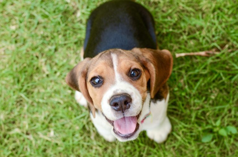 Historic Victory As Ontario Passes Landmark Ban On Dog And Cat Experiments