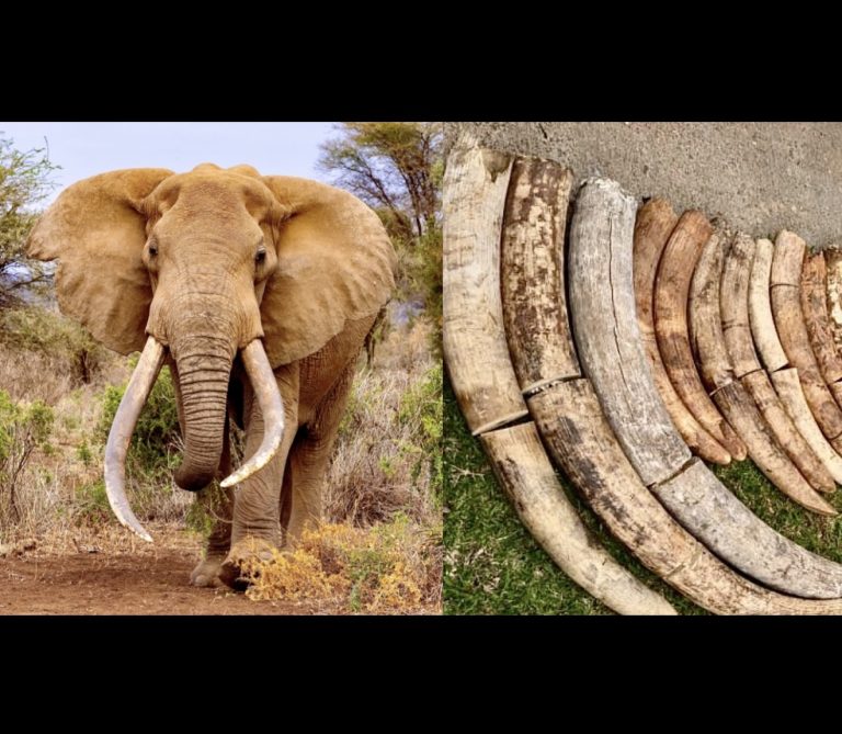 Zambia Seizes Nearly 550kg Of Illegal Ivory In Major Wildlife Trafficking Bust