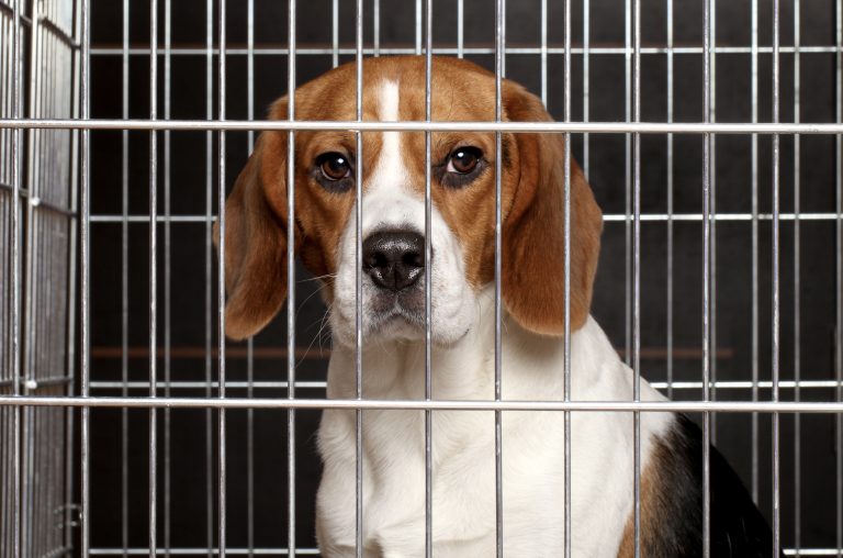USDA Orders Ridglan Farms To Surrender Federal Breeding License By July 1 Or Face Federal Action