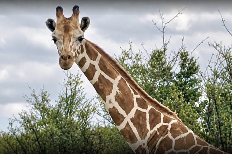 WAN Exclusive: Cedar Hollow Ranch Manager Responds To Questions About Exotic Wildlife Breeding & Trophy Hunting