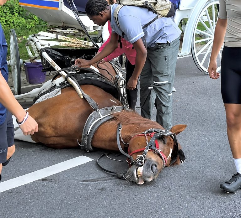 How Many More Horses Have To Die In New York City Before Ryder’s Law Is Passed?