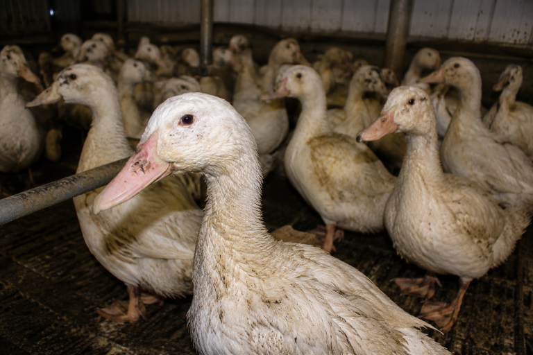 Portland Bans Force-Fed Foie Gras In Major Victory For Animal Welfare
