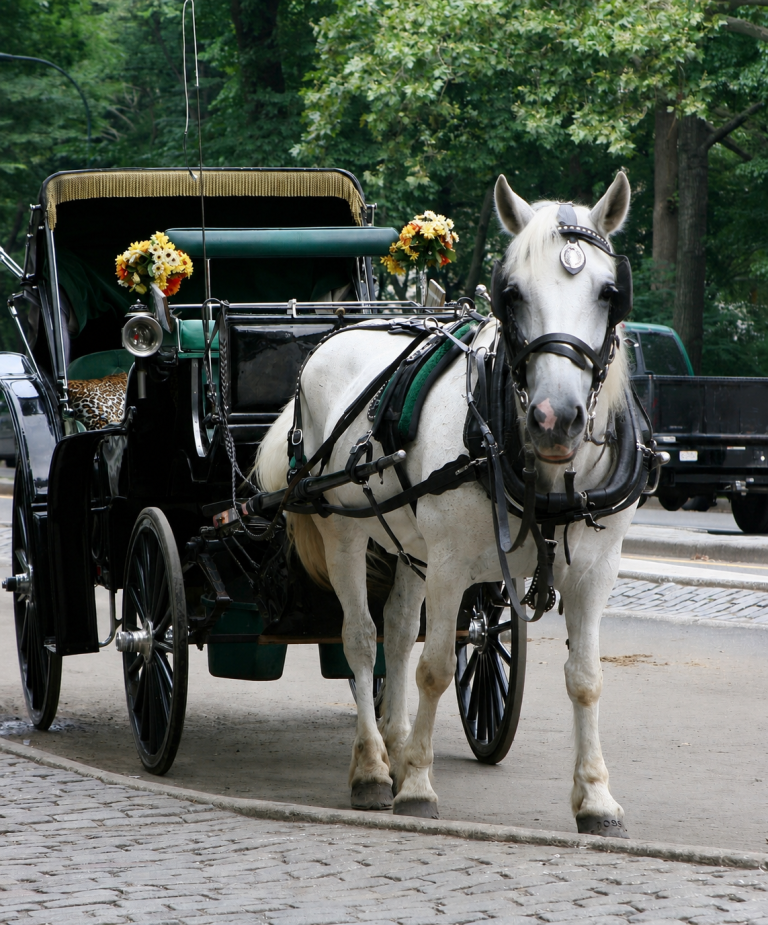 Philadelphia Officially Bans Horse-Drawn Carriages In Historic Victory For Horses