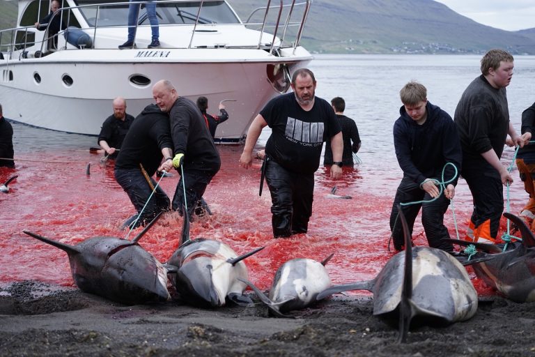 Nearly 700 Dolphins And Pilot Whales Slaughtered In Faroe Islands; Sea Shepherd Crew Members Arrested