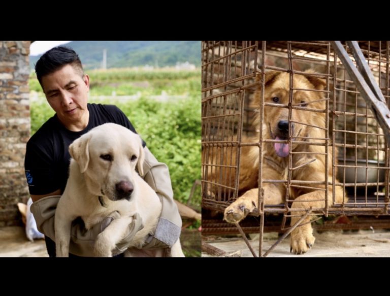 Historic First In Yulin: Dog Slaughterhouse Permanently Shuts Down In City’s First-Ever Livelihood Conversion