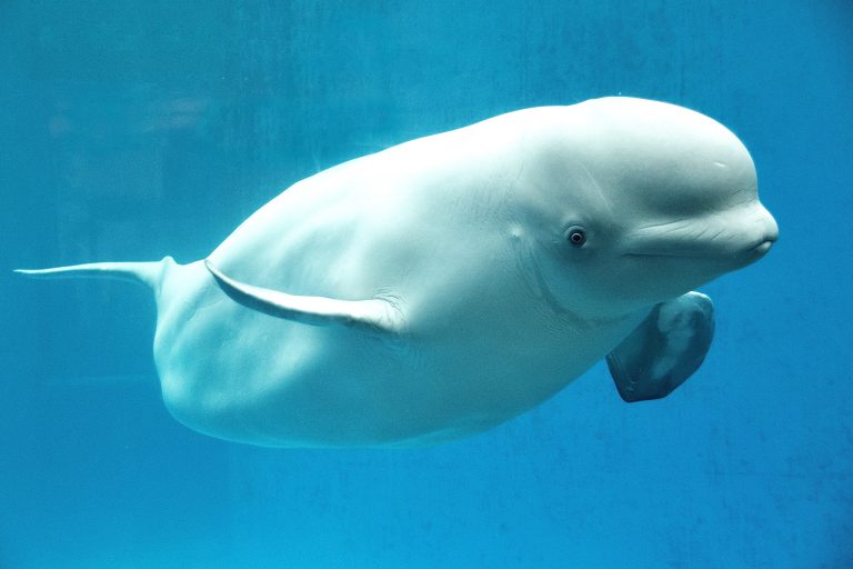 Marineland’s Last 30 Belugas Face Uncertain Future As Canada Approves Transfers to U.S. And Spanish Aquariums