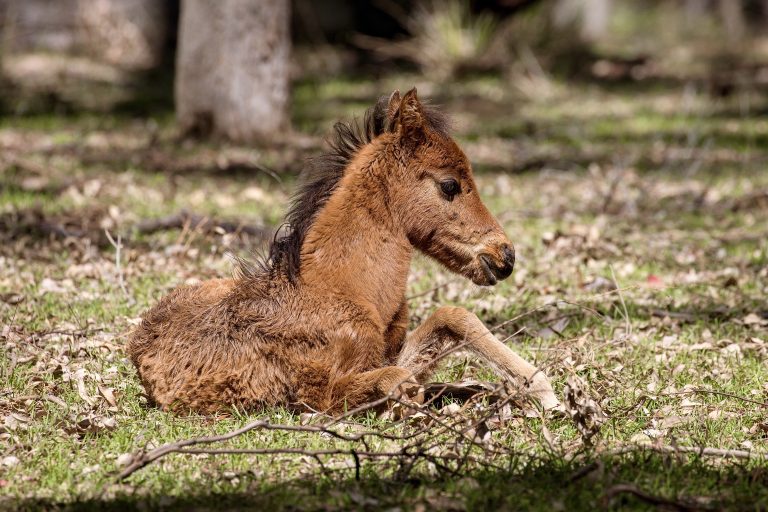 Take Action! Australia’s Wild Brumbies Under Fire As Aerial Shooting Program Continues