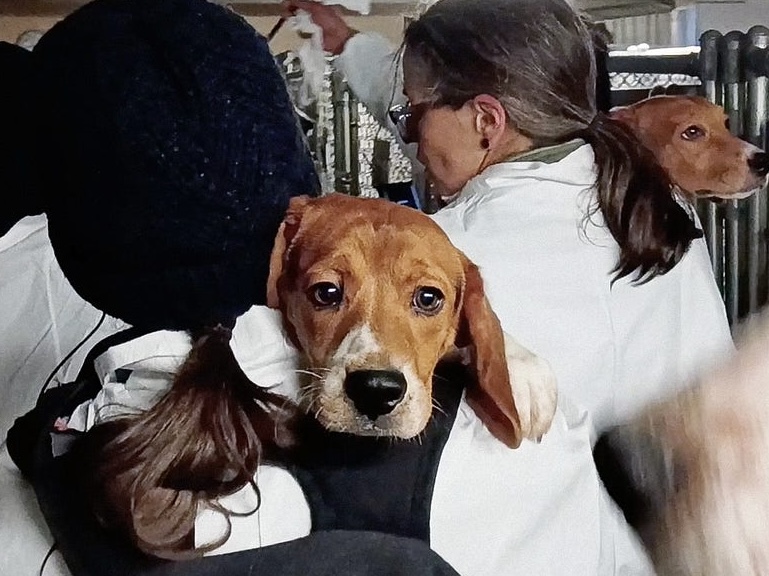 Historic Victory For Beagles: Ridglan Farms Is Shutting Down; Remaining Dogs Will Soon Be Free