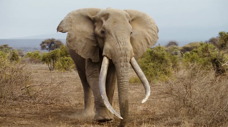 Massive Seizure Of 500 Elephant Tusks In Tanzania Raises Alarming Questions About Global Ivory Trade