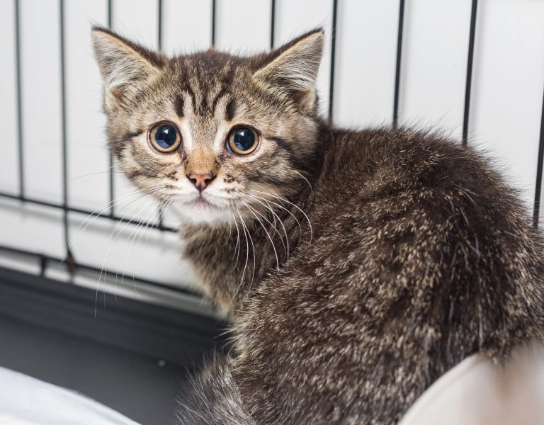 University Of Florida Lab Breeds Kittens With Fatal Disease For NIH-Funded Experiments 