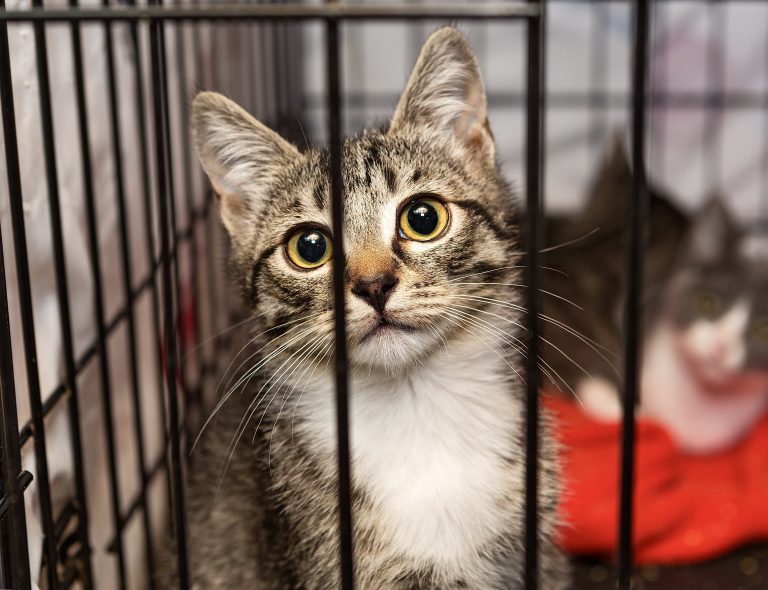 Kitten Experiments Moved To Secretive NIH Lab After USDA Lab Shut Down — Take Action!