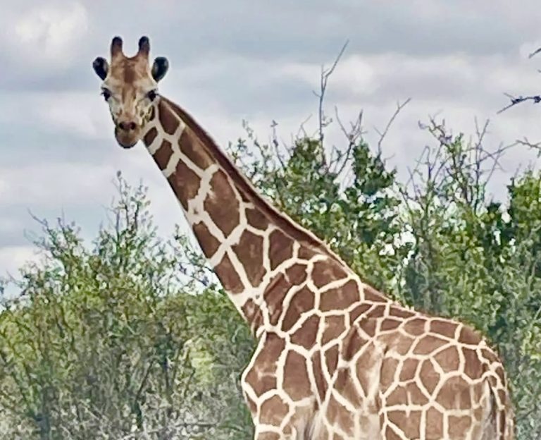 UPDATE: Gracie The Giraffe Found Safe: Rescue Efforts Underway To Safely Capture Her In Texas Hill Country