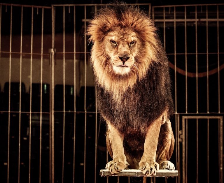 Victory! Illinois Expands Historic Ban On Wild Animals Used In Traveling Acts