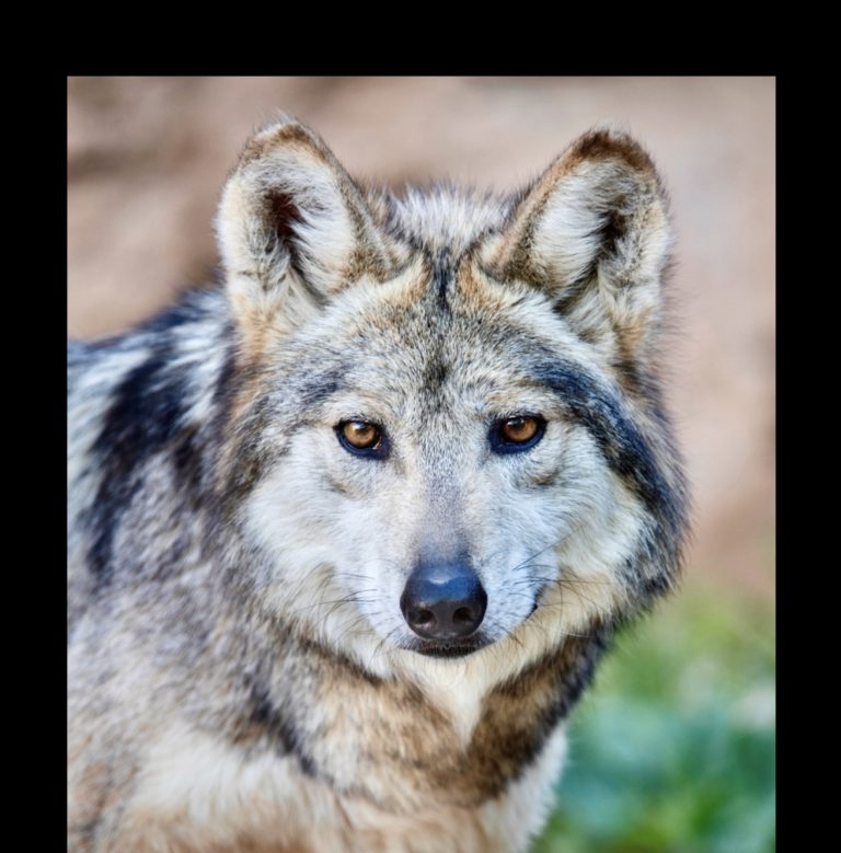 Father And Son Mexican Gray Wolves Found Dead In New Mexico; Federal Investigation Underway