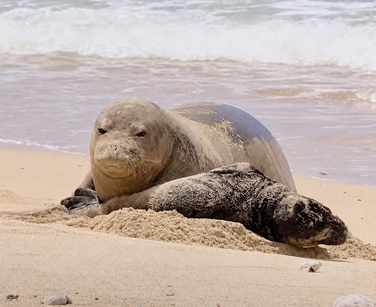 Volunteers Spend 4th of July Protecting Endangered Hawaiian Monk Seal Mom and Pup During Fireworks