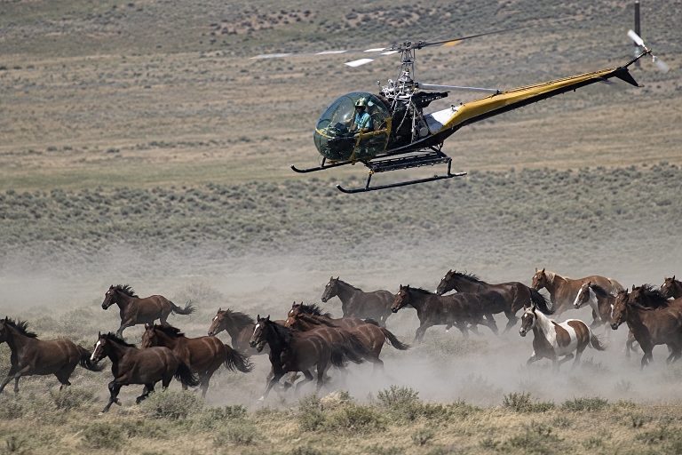 American Wild Horse Conservation Condemns Inyo Wild Horse Roundup As Operation Continues Despite Tribal Opposition