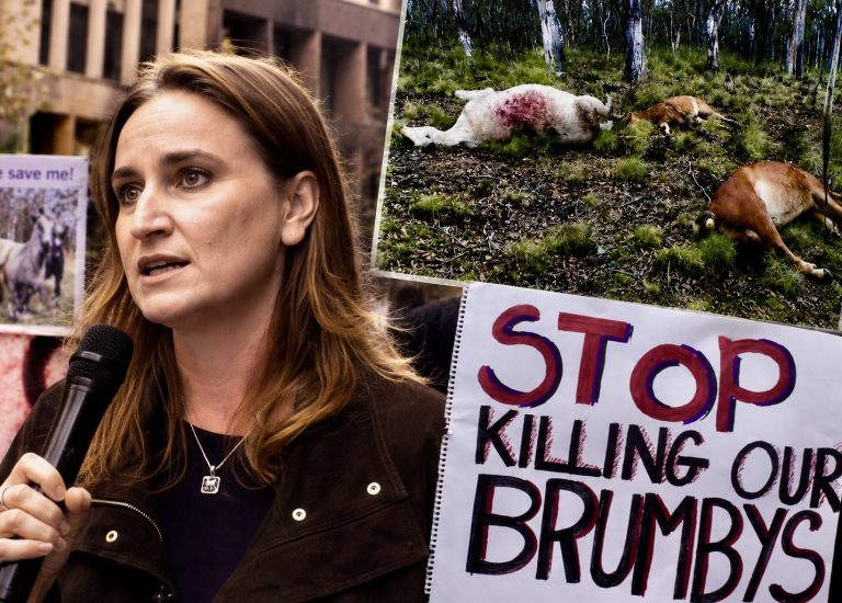 UPDATE: Outrage Grows As Australia’s Aerial Shooting Of Iconic Wild Brumbies Continues Through July 11