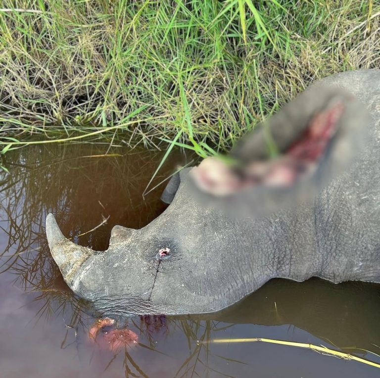 10 Rhino Carcasses Reportedly Found In One Week In Kruger National Park As Poaching Crisis Escalates