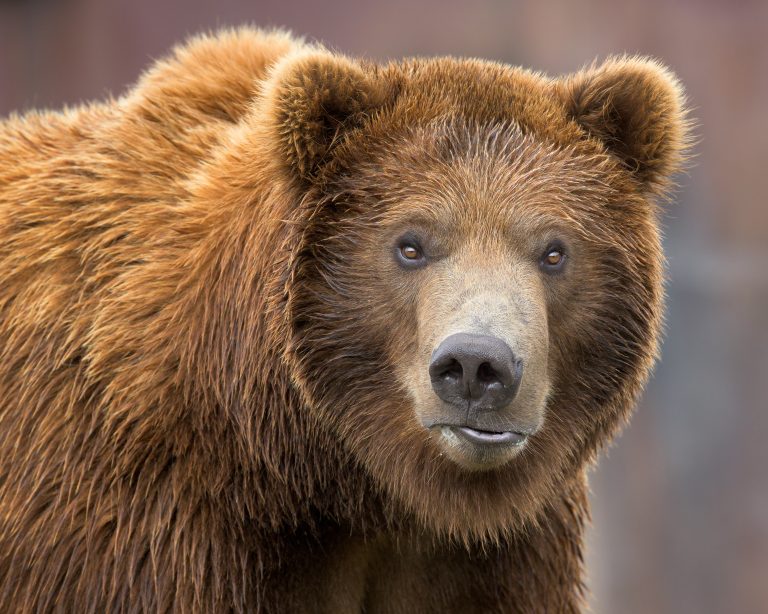 Conservation Groups Sue To Defend Habitat Protections For Endangered Species Across The U.S.