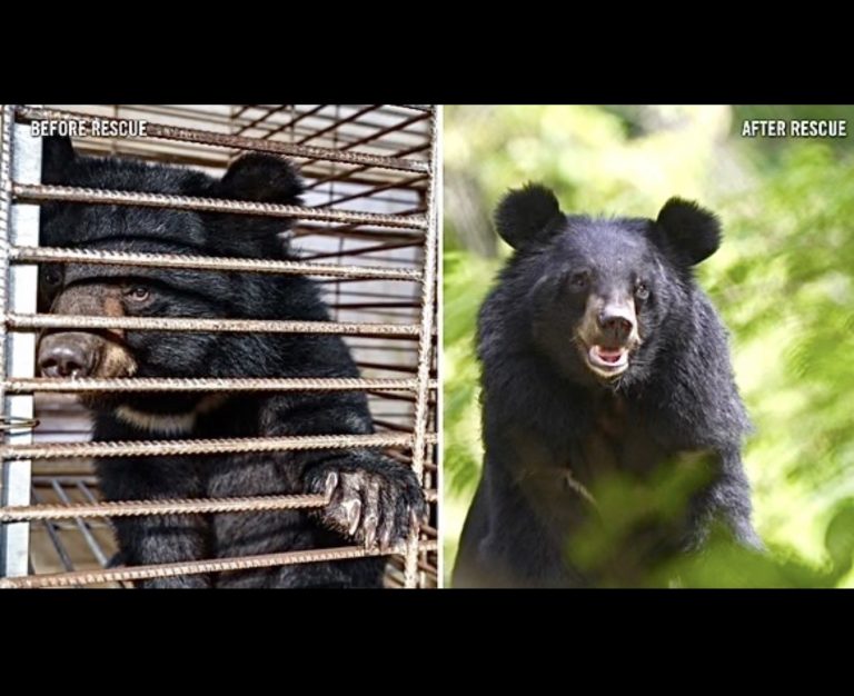 27 Moon Bears Rescued From Illegal Bear Bile Farm Begin Their New Lives Of Freedom