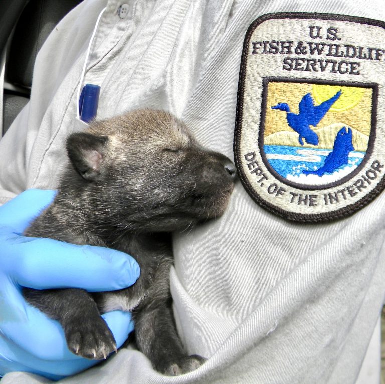 Hope For America’s Rarest Wolf Species: Four Litters Of Endangered Red Wolf Pups Born In The Wild
