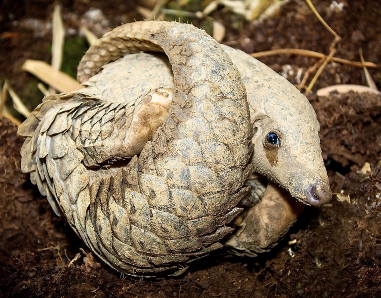 Endangered Pangolin Rescued And Five Suspects Arrested In Wildlife Trafficking Takedown