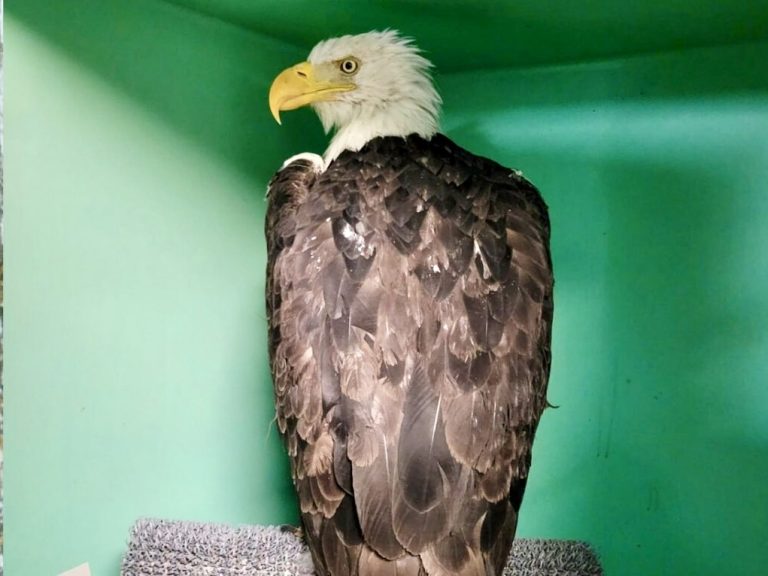 Jackie, Big Bear’s Beloved Bald Eagle, Is Receiving Expert Veterinary Care As Her Condition Remains Critical