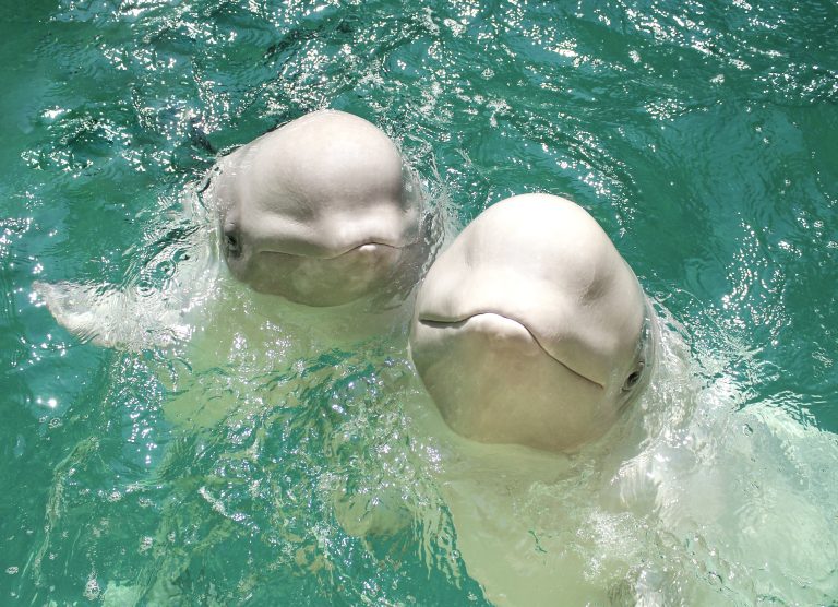Six Beluga Whales Have Left Marineland—But 24 Still Await Relocation