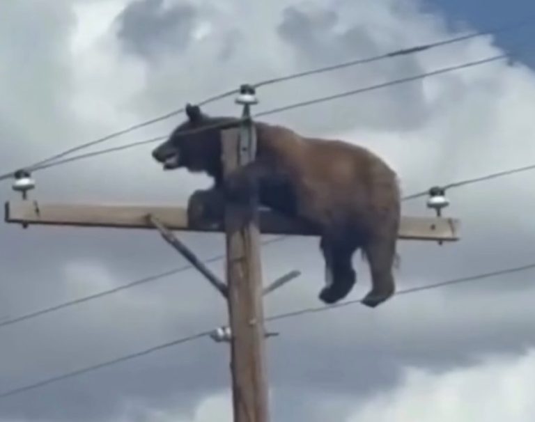 Tragedy In New Mexico: Black Bear Dies After Becoming Stranded Atop Utility Pole