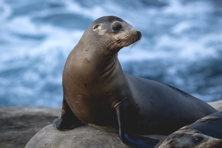 Federal Investigation Launched After Video Appears To Show Man Repeatedly Kicking Sea Lion
