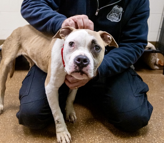 Michigan Strengthens Protections For Abused Animals And Expands Support For Shelters