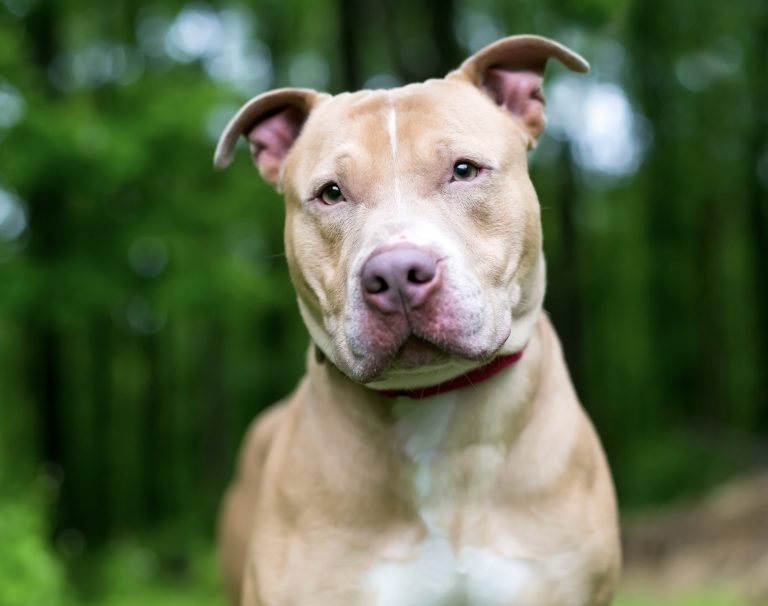 Italy Establishes €2 Million In Funding To Support Dogs Rescued From Dogfighting
