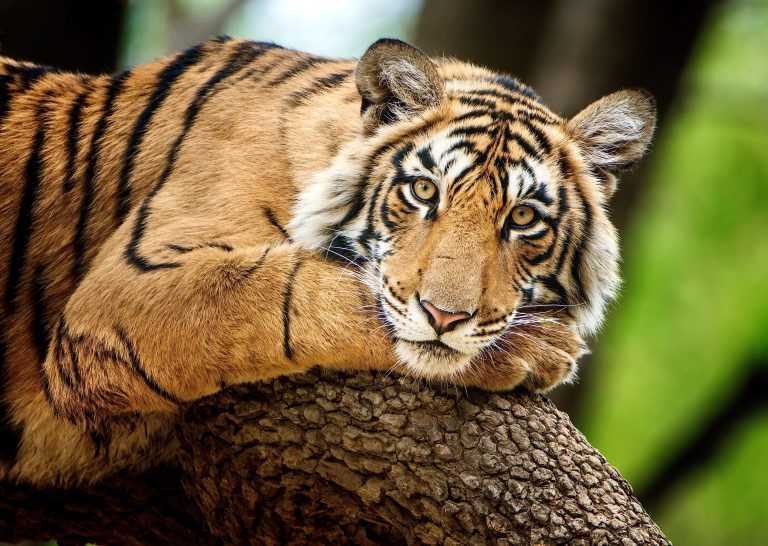 International Tiger Day: The Future Of One Of The World’s Most Extraordinary Big Cats