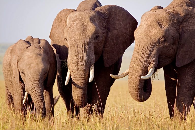 15 Elephants Die From Cyanide Poisoning In Kenya’s Amboseli National Park As KWS Investigates