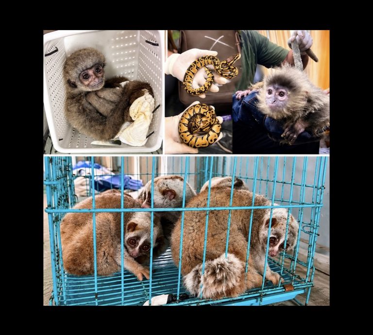Major Wildlife Trafficking Bust In India: 440+ Endangered & Protected Wild Animals Seized, 33 Arrested