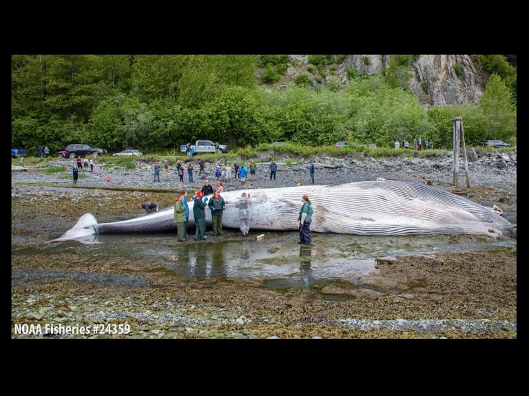 Memorial Held For Pregnant Fin Whale Killed In Alaska Cruise Ship Strike As Calls Grow For Greater Protections