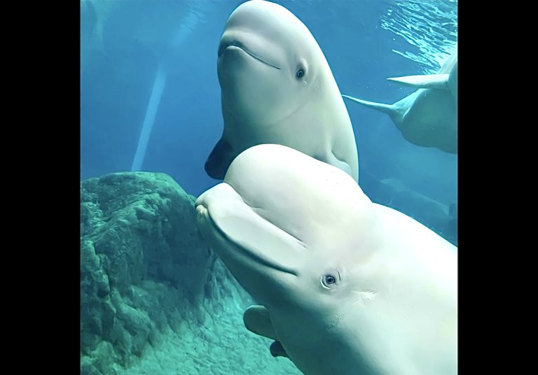 U.S. Approves Import Of Belugas And Dolphins Still Living At Marineland