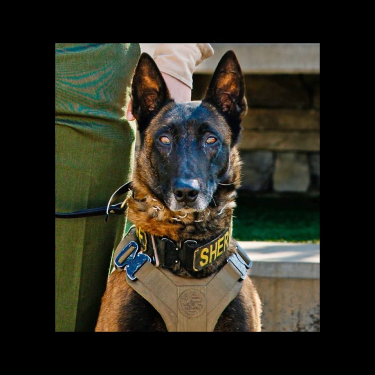 Beloved K-9 Santi Dies After Being Startled By Illegal Fireworks And Struck By A Vehicle On July 4