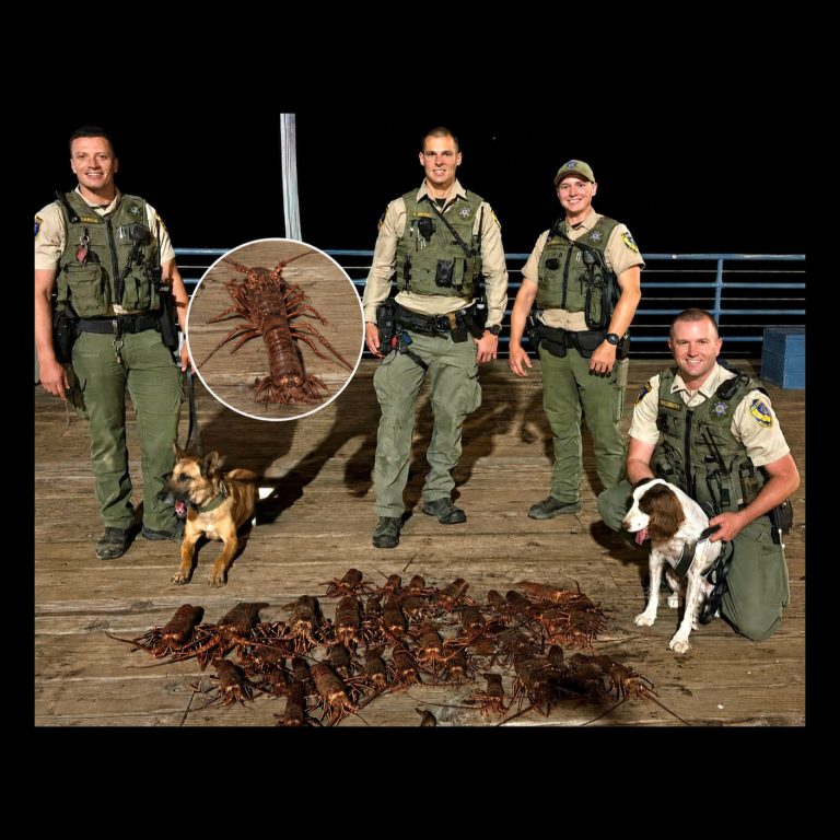 Poaching Bust At Santa Monica Pier: 34 Lobsters Saved And Returned To The Ocean