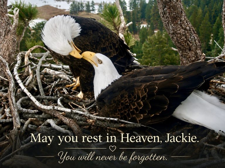 REST IN HEAVEN, JACKIE: Beloved Bald Eagle Passes Away After Weeks Of Critical Care