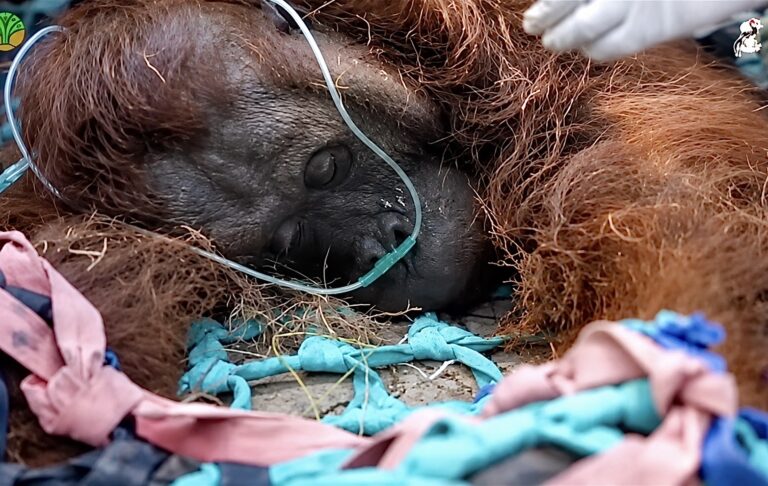 Adult Male Orangutan Rescued In Critical Condition As Fires Burn In West Kalimantan, Indonesia