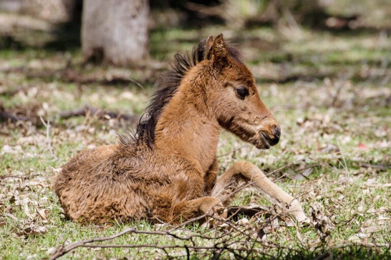 Temporary Victory For Wild Brumbies As Aerial Shooting & Trapping Are Suspended In New South Wales