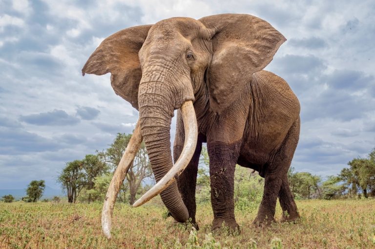 Major Victory For Wildlife: TUI Airlines Bans The Transport Of Hunting Trophies